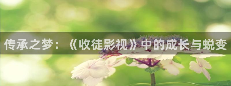 老司机午夜免费影院：传承之梦：《收徒影视》中的成长与蜕变